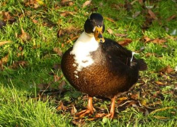 Puckett secures World Cup points in slalom debut in Finland – SteamboatToday.com