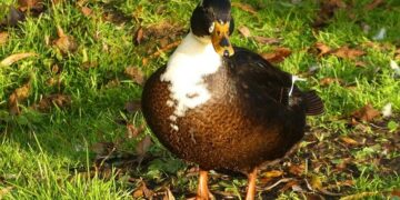 Puckett secures World Cup points in slalom debut in Finland – SteamboatToday.com