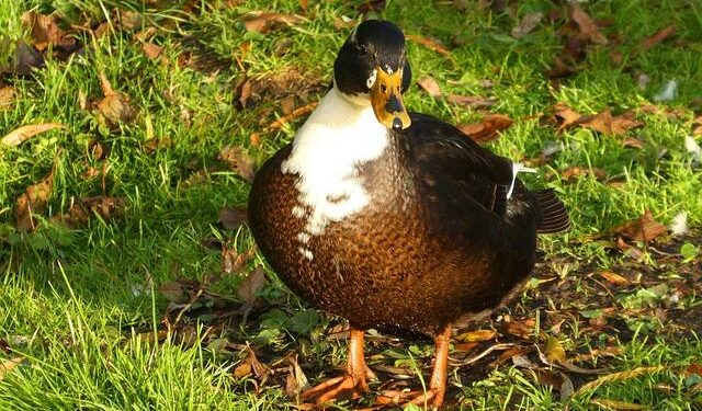 Puckett secures World Cup points in slalom debut in Finland – SteamboatToday.com