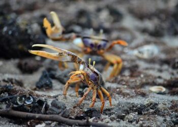 An ideal position for Gabon to be in? – The New York Times