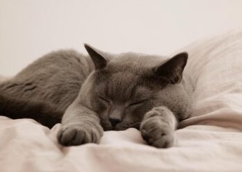 British columnist Melanie Phillips lashes out at Palestinians at pro-Israel NYC event – Middle East Eye