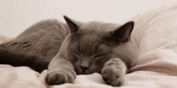 British columnist Melanie Phillips lashes out at Palestinians at pro-Israel NYC event – Middle East Eye