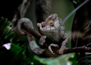IPC President Andrew Parsons concludes successful visit to Vanuatu – Paralympic.org