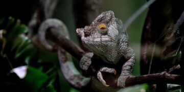 IPC President Andrew Parsons concludes successful visit to Vanuatu – Paralympic.org