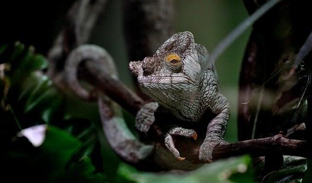 IPC President Andrew Parsons concludes successful visit to Vanuatu – Paralympic.org