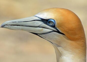 4 Luxurious New Zealand Lodges Where the Scenery Is the Star – The New York Times