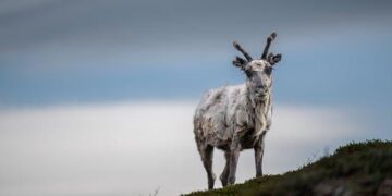 Norway Pension Giant’s ‘Ethical’ Investment Policy Placed on Hold by Parliament – ai-cio.com