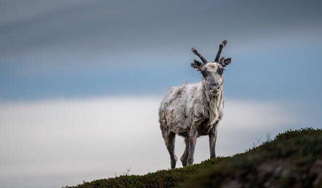 Norway Pension Giant’s ‘Ethical’ Investment Policy Placed on Hold by Parliament – ai-cio.com