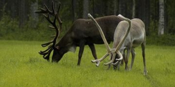 Rennes 4-1 Monaco: Pogba plays for first time in 811 days in Monaco loss – BBC