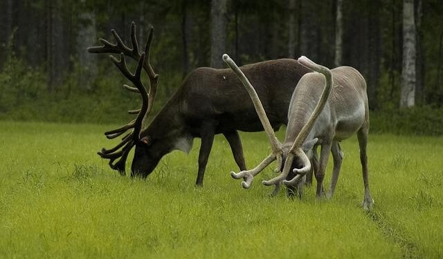 Rennes 4-1 Monaco: Pogba plays for first time in 811 days in Monaco loss – BBC