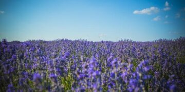 Moldova displays Russian drone, summons envoy over ‘unacceptable’ crash – The Straits Times
