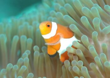 When Wesley Clark comes to the defence – JusticeInfo.net