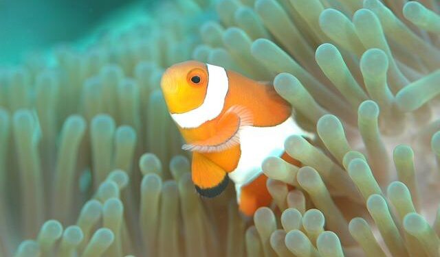 When Wesley Clark comes to the defence – JusticeInfo.net