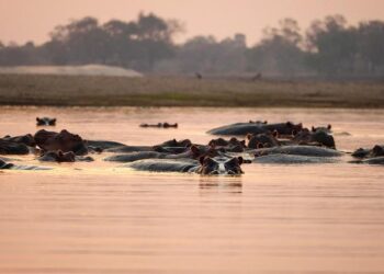 Zambia Discards Five-Year Default Tag With Fitch Ratings Upgrade – Bloomberg.com