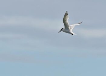 Bird flu virus could risk pandemic worse than COVID if it mutates, France’s Institut Pasteur says – Reuters