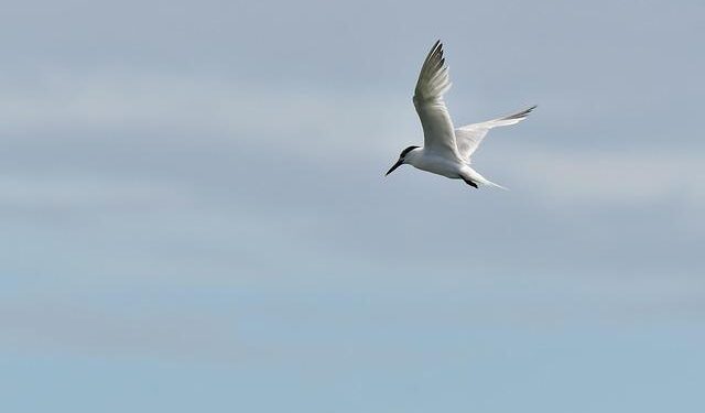 Bird flu virus could risk pandemic worse than COVID if it mutates, France’s Institut Pasteur says – Reuters