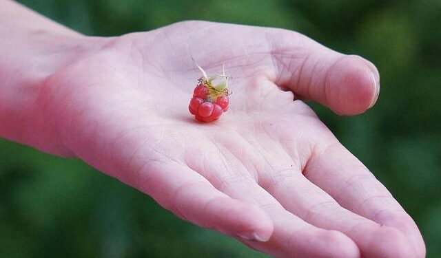 Cristiano Ronaldo sends out message as Portugal beat Austria to win maiden Under-17s World Cup title thanks to Anisio Cabral goal – Goal.com