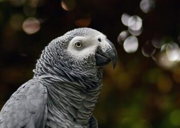 Gabon’s Aubameyang carries hopes of World Cup playoff underdogs – Reuters