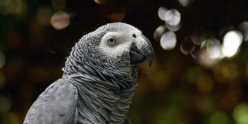 Gabon’s Aubameyang carries hopes of World Cup playoff underdogs – Reuters