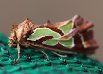 Impact of Septoria Blotch on Ethiopian Wheat Production – Bioengineer.org