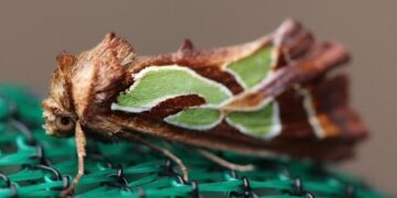 Impact of Septoria Blotch on Ethiopian Wheat Production – Bioengineer.org