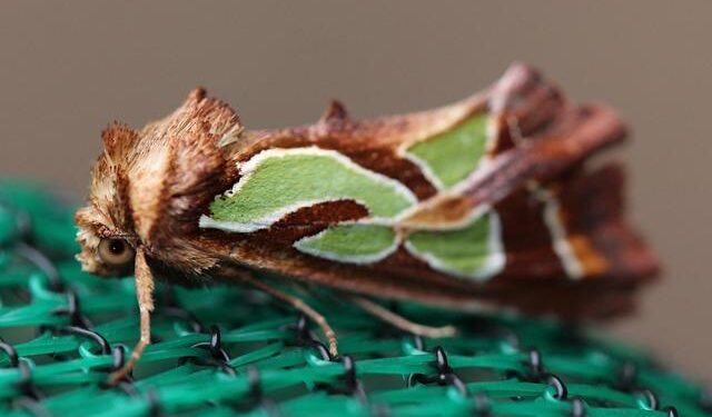 Impact of Septoria Blotch on Ethiopian Wheat Production – Bioengineer.org
