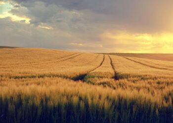 ‘Navigating injustice’: Climate displacement from the Pacific Islands of Tuvalu and Kiribati to Aotearoa New Zealand – ReliefWeb