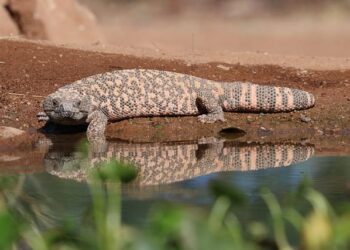 Gilas wary of ‘incredibly motivated’ Guam in home defense – Philstar.com