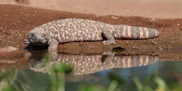 Gilas wary of ‘incredibly motivated’ Guam in home defense – Philstar.com