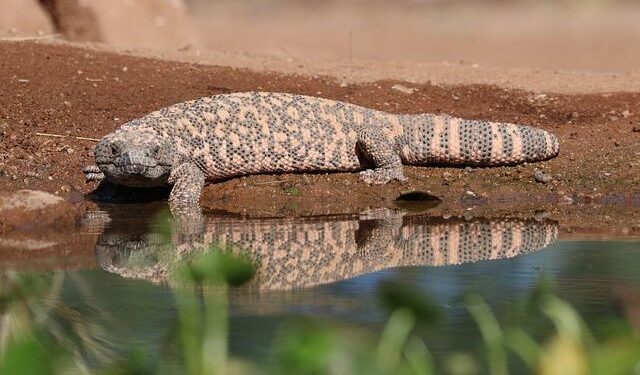 Gilas wary of ‘incredibly motivated’ Guam in home defense – Philstar.com