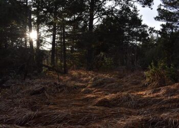 Digital fall of Serbia – The internet has become a space for control, manipulation and repression – Serbian Monitor