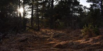 Digital fall of Serbia – The internet has become a space for control, manipulation and repression – Serbian Monitor