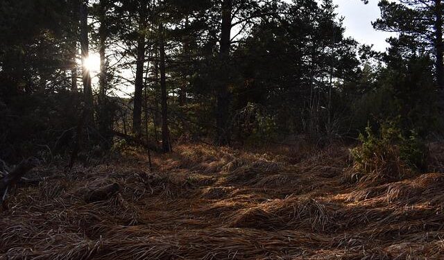 Digital fall of Serbia – The internet has become a space for control, manipulation and repression – Serbian Monitor