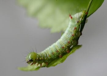 Prominent activist arrested as hundreds protest in Tunisia – AL-Monitor