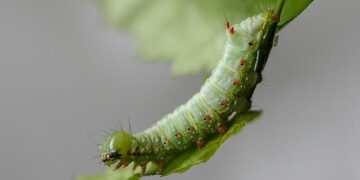 Prominent activist arrested as hundreds protest in Tunisia – AL-Monitor