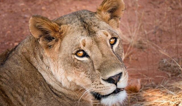 Can South Africa win AFCON? Probably not… But they won’t be far off – ESPN