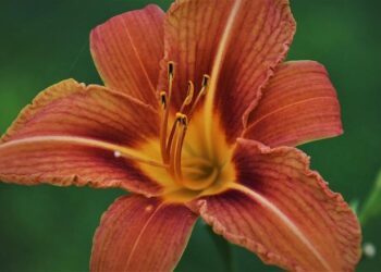 Ryu Jun-yeol Spotted at ‘Reply 1988’ 10th Anniversary Reunion – 조선일보