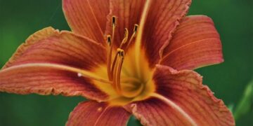 Ryu Jun-yeol Spotted at ‘Reply 1988’ 10th Anniversary Reunion – 조선일보