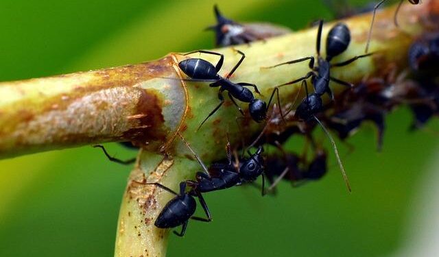 Niger state kidnap: Nigerian father felt helpless as he saw children taken from Catholic school in Papiri – BBC