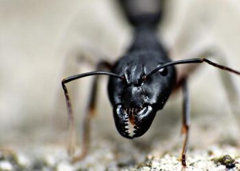 Niger: Scores die in terrorist attack on baptism ceremony – Vatican News