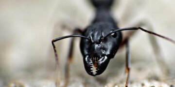 Niger: Scores die in terrorist attack on baptism ceremony – Vatican News