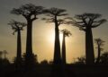 Madagascar’s landscape evolution: A tale of two rifts – Science | AAAS