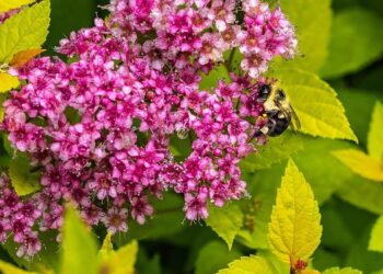 Nana Acheampong arrives in Ghana ahead of Lumba’s funeral – GhanaWeb