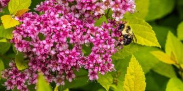 Nana Acheampong arrives in Ghana ahead of Lumba’s funeral – GhanaWeb