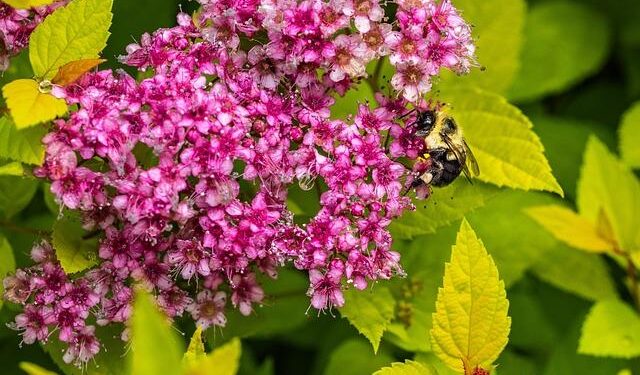 Nana Acheampong arrives in Ghana ahead of Lumba’s funeral – GhanaWeb