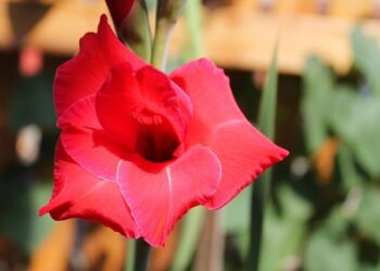 The Battle Over Africa’s Great Untapped Resource: IP Addresses – The Wall Street Journal