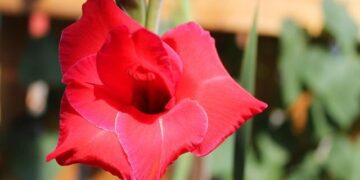 The Battle Over Africa’s Great Untapped Resource: IP Addresses – The Wall Street Journal