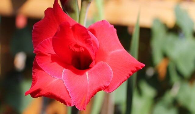 The Battle Over Africa’s Great Untapped Resource: IP Addresses – The Wall Street Journal