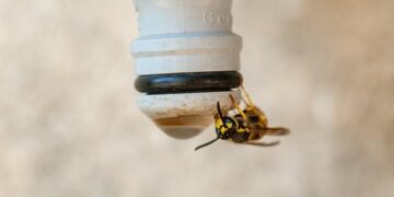 Macron cements ties with ‘new Gabon’ led by coup leader – Le Monde.fr