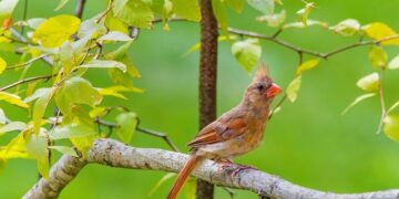 Arizona Cardinals kicker Chad Ryland ends first half with 52-yard FG vs. Tampa Bay Buccaneers – NFL.com